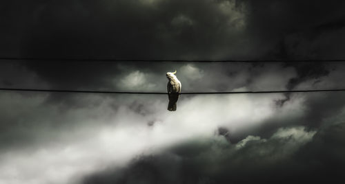 Low angle view of eagle perching on cable