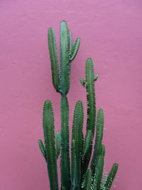 Close-up of cactus plant against wall