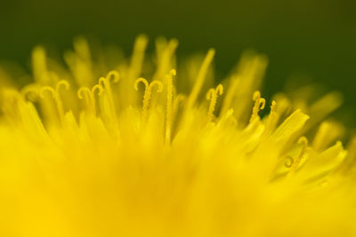 Close-up of yellow flowering plant