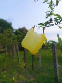 Close-up of yellow leaf hanging on tree