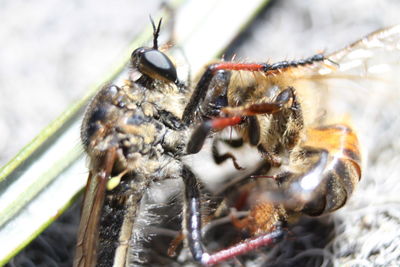 Close-up of insect