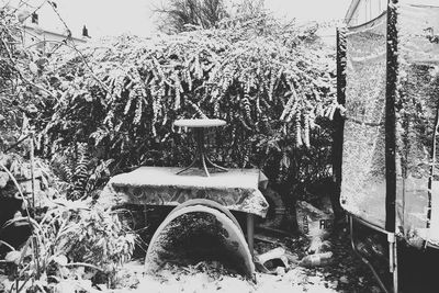 Plants and trees during winter