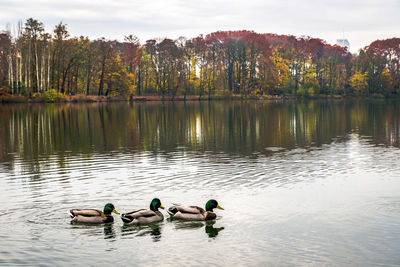 Ducks swimming in lake