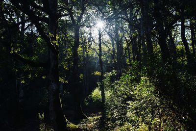 Low angle view of trees in forest