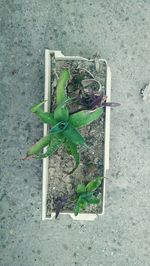 High angle view of plant on street
