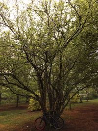 Trees in park during autumn