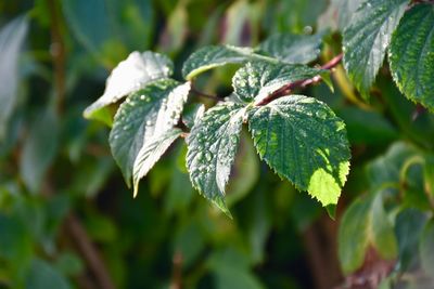 Close-up of fresh green leaves