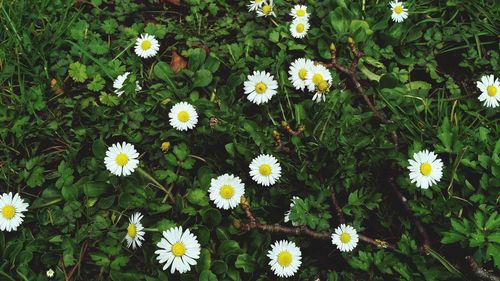 Close-up of white daisy flowers on field