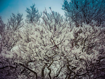 Low angle view of bare trees against sky