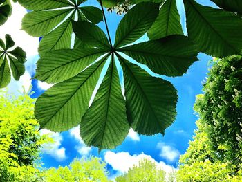 Low angle view of leaves against blue sky