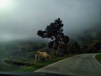 Cow amongs un the midele of the fog at a mountain road in the north of spain