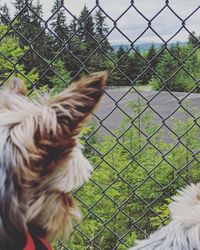 Close-up of a dog looking through fence