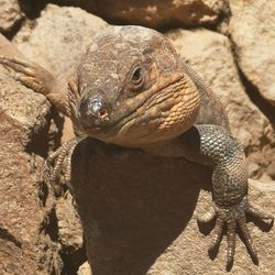 Close-up of lizard on rock