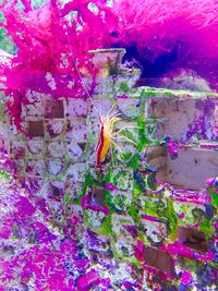 Close-up of multi colored purple flowers