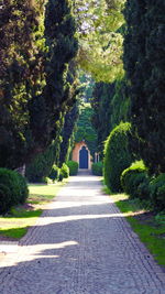 Road passing through trees