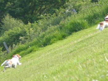 Horses grazing on grassy field