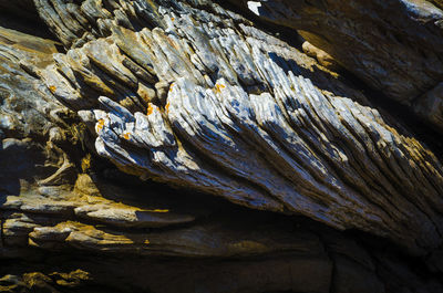 Close-up of tree trunk