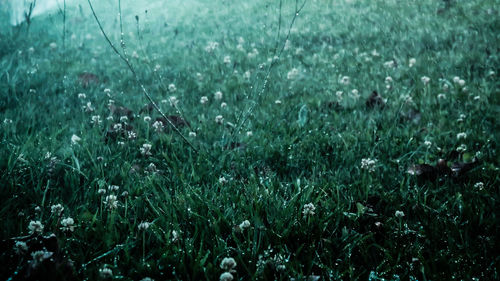 High angle view of grassy field