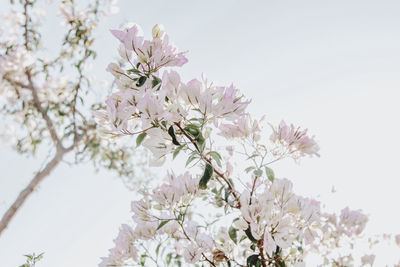 Low angle view of cherry blossom