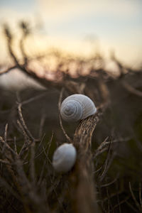 Close-up of snail on land