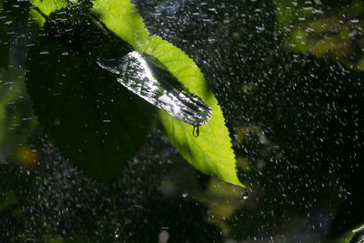 Close-up of raindrops on leaf