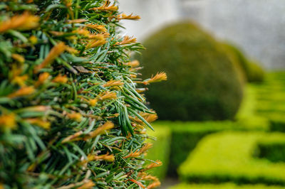 Close-up of fresh green plant