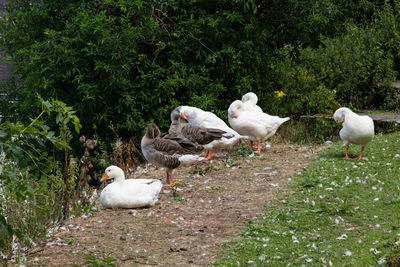 Flock of birds on land