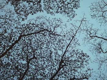 Low angle view of silhouette trees against sky