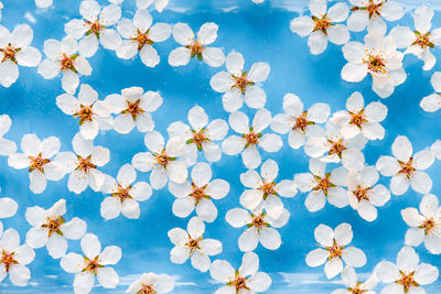 Flat lay of floating wild cherry white flowers with drops on the surface of water,  blue background