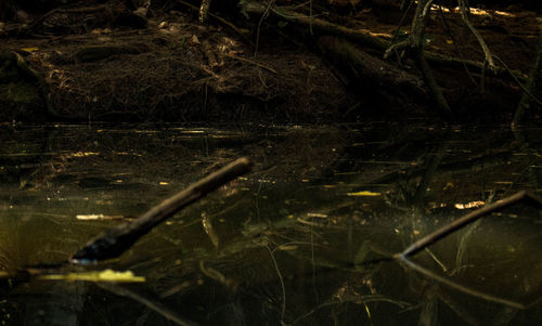 Close-up of plants in lake