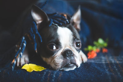 Autumn portrait of a boston terrier dog wrapped in a warm cozy yellow sweater at home.