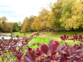 Close-up of flowering plants by trees in park against sky