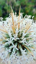 Close-up of flowers blooming