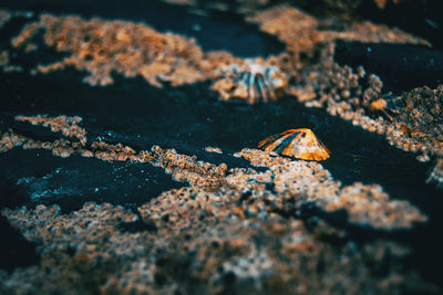 Close-up of crab on sand