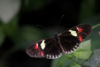 Butterfly on flower