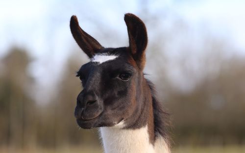 Close-up portrait of horse against sky