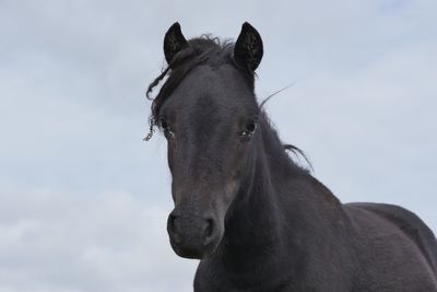 Low angle view of horse against sky