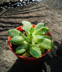 High angle view of vegetables on plant