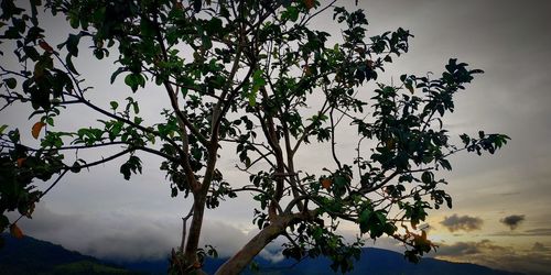 Low angle view of flowering tree against sky