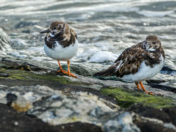 Close-up of birds perching on rock by water