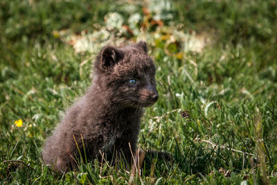 Young mammal on field