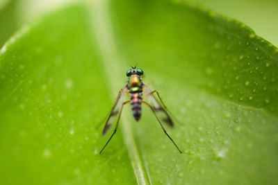 Close-up of insect on leaf