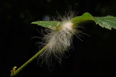 Close-up of dandelion against black background