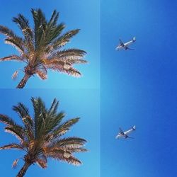 Low angle view of bird flying against blue sky