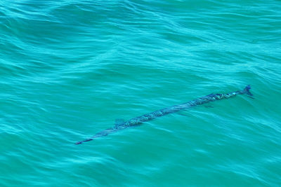 High angle view of turtle swimming in sea