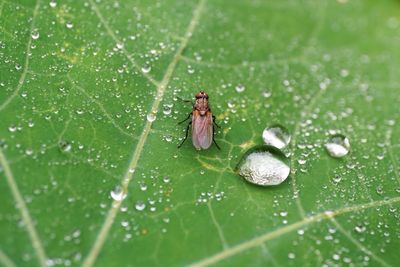 Close-up of raindrops on leaf