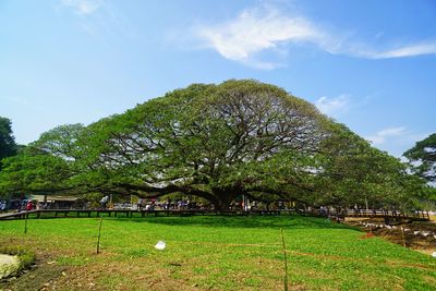Trees growing in park against sky