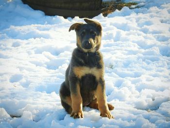 Blue german shepherd puppy dog in the snow