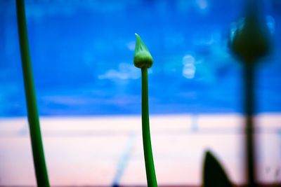 Close-up of plant against blurred background