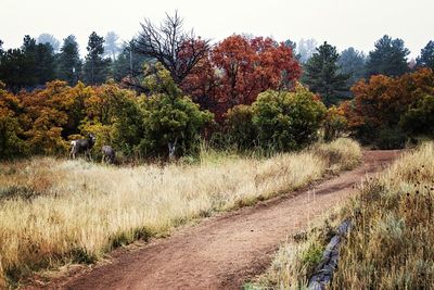 Deer by plants at bear creek regional park and nature center